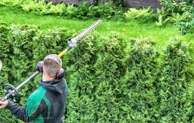 Verifier la verticalité du cordeau. Tailler Les Thuyas Quand Et Comment Tailler Ses Haies De Thuyas