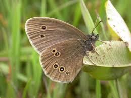 Image result for Aphantopus hyperantus