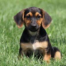 She can be shy at first, and more frightened around men, but a sweet dog. Basset Hound Mix Puppies For Sale Greenfield Puppies