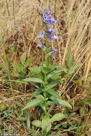Image result for Lobelia minutula