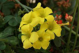 I fiori gialli per eccellenza. I Fiorellini Succhia Succhia La Topina Della Valle Argentina