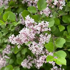Image result for Syringa meyeri ´Palibin