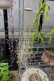 Image result for Cynanchum gerrardii