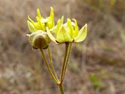 Image result for Stathmostelma pedunculatum