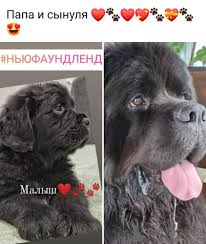 Find newfoundland puppies and breeders in your area and helpful newfoundland information. Newfoundland Dog For Sale In The City Of Kharkov Ukraine Price 367 Announcement 8790