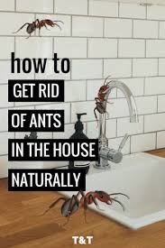 Check spelling or type a new query. Pin On Ants