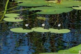 Image result for Nymphoides thunbergiana