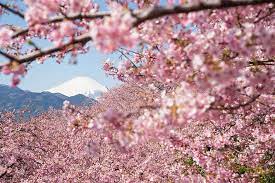 21 Of The Most Beautiful Japanese Cherry Blossom Photos Of 2014 Cherry Blossom Japan Japanese Cherry Blossom Japanese Cherry