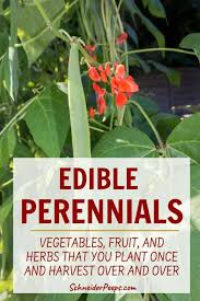 75 seeds $4.50 750 seeds $22.50. Edible Perennial Vegetables Fruit And Herbs To Harvest Year After Year Schneiderpeeps