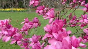 Presence of pricing data does not indicate product is in stock. Magnificent Magnolias Mitre 10 Garden Club