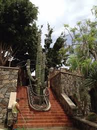 Large stands of this cactus still exist, but many have been destroyed as land has been cleared for cultivati. The Biggest Cactus Bild Von Cactualdea Park Gran Canaria Tripadvisor