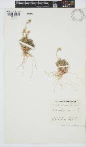 Image result for Droguetia ambigua