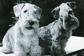 Image result for ČESKÝ TERIÉR