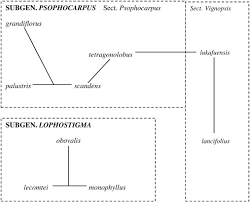 Image result for Psophocarpus grandiflorus