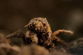 The great cicada hatching of 2021, is drawing closer as soil temperatures in some parts of america move closer to 64f (18c). Where In Pa And N J Are You Most Likely To See Cicadas Map Lehighvalleylive Com