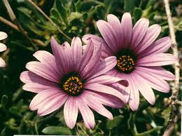 Image result for Osteospermum ecklonis