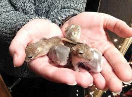I've handled a lot of snakes and have always moved snakes out of the road so they don't get squished. A Handful Of Baby Mice Eyebleach