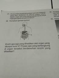 Kata 'enzim' berasal dari bahasa yunani en dan zyme. Enzim Apa Saja Yang Dihasilkan Oleh Organ Yang Ditunjuk Huruf X Proses Apa Yang Berlangsung Di Brainly Co Id