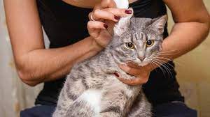 kedi kulagi nasil temizlenir kedi kulak temizleme rehberi