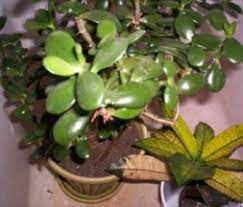 Ariel View Of A Potted Jade Plant Plant Care Houseplant House Plant Care Jade Plant Care
