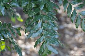 Image result for Ptaeroxylon obliquum