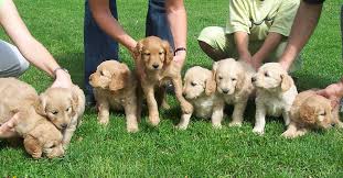 Golden retriever puppy for sale in hayfield, mn, usa. Minnesota Golden Retriever Breeder Golden Retriever Puppies For Sale Mn Hunting Dogs