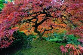 Japanese Garden In Portland Oregon