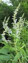 Image result for Vitex obovata