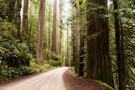 Also, most gas stations have snacks for the road. 6 Incredible Scenic Drives To Take Through The Redwoods National And State Parks That One Adventure Couple