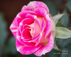 This makes them ideal additions to rock gardens, tight border spots, the edges of rose. Some Minis And Others