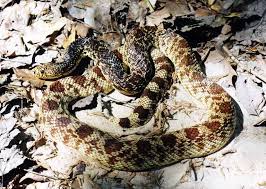Louisiana Pine Snake Pine Snake Snake Reptiles