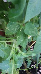 Maybe you would like to learn more about one of these? White Spots On Tomato Leaves Helpfulgardener Com