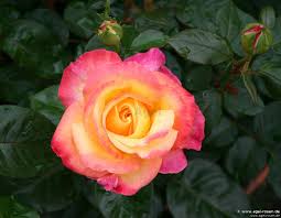 10/131,073 on 25 apr 2002 the new variety of rosa hybrida hybrid tea rose plant was created at yamhill, oreg. Pullman Orient Express Kaufen Edelrose Agel Rosen