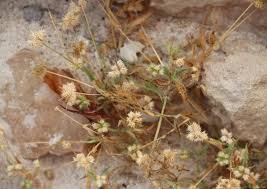 Image result for Dactyloctenium geminatum