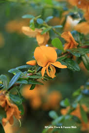 Image result for Brya