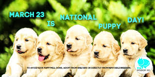 Puppy day, also known as national puppy day in the u.s., is a holiday that not only celebrates the offspring of mankind's best friends but also urges people to adopt puppies on this day. Cats Approve Of National Puppy Day Cat Wisdom 101 Everything Feline Since 2011