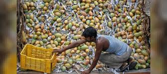 It is a sacred river and worshipped as the goddess ganga in hinduism. Exploring Mangoes As Metaphor In South Asian Writing