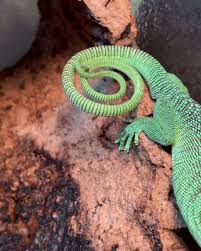 Chameleon S Tail Gif Cool Gifs Funny Parrots Wild Animals Videos