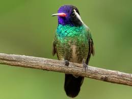 Image result for Leucosphaera bainesii