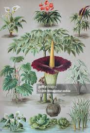 Image result for Araceae