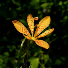 Image result for Embelia libeniana