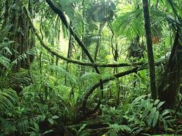 Rain Forest Backgrounds Wallpaper Jungle Images African Jungle Nature Images