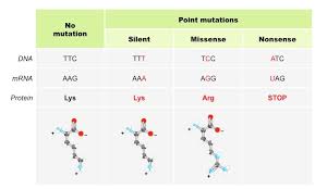 What type of point mutation results in a frameshift mutation? Mutations Bioninja