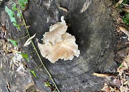 Image result for Merulius incarnatus