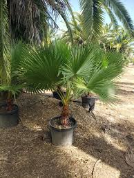 Image result for Washingtonia