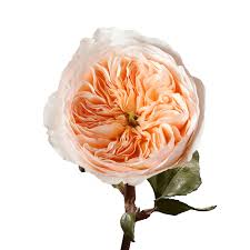 Van vliet bloemenexport always keeps the florists in mind. Peach Garden Roses Globalrose