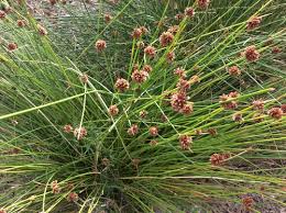 Image result for Ficinia