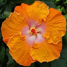 Member species are renowned for their large, showy flowers and those species are commonly known simply as hibiscus, or less widely known as rose mallow. Pin On Hibiscus