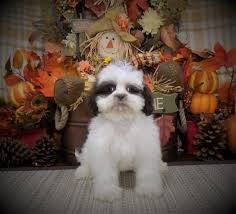 Find shih tzus for sale in tampa on oodle classifieds. Police Searching For Suspect Who Stole Puppy In Lake Wales Wfla