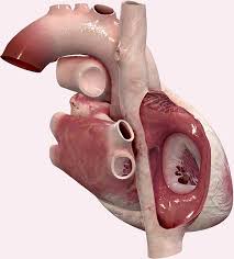 Posterior view of heart model. Complete Heart 3d4medical